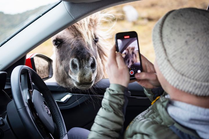 A driver takes a picture of an Eriskay pony who pokes his head through the car window