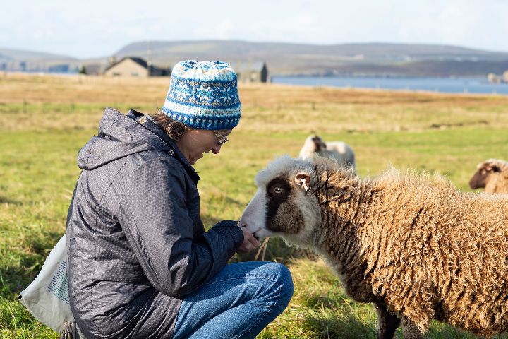 Visitor with sheep at Garths Croft Bressay, Shetland