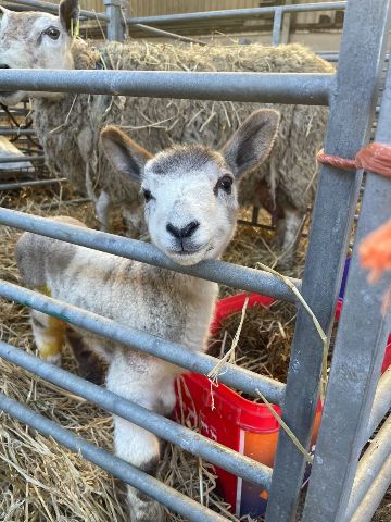 Meeting newborn lambs at Bellevue Farm, Arran