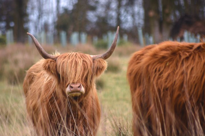 highland coos