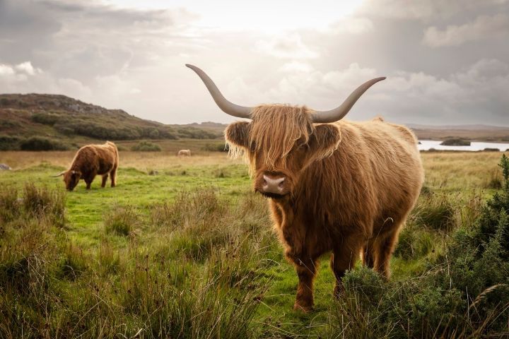 HIghland cow