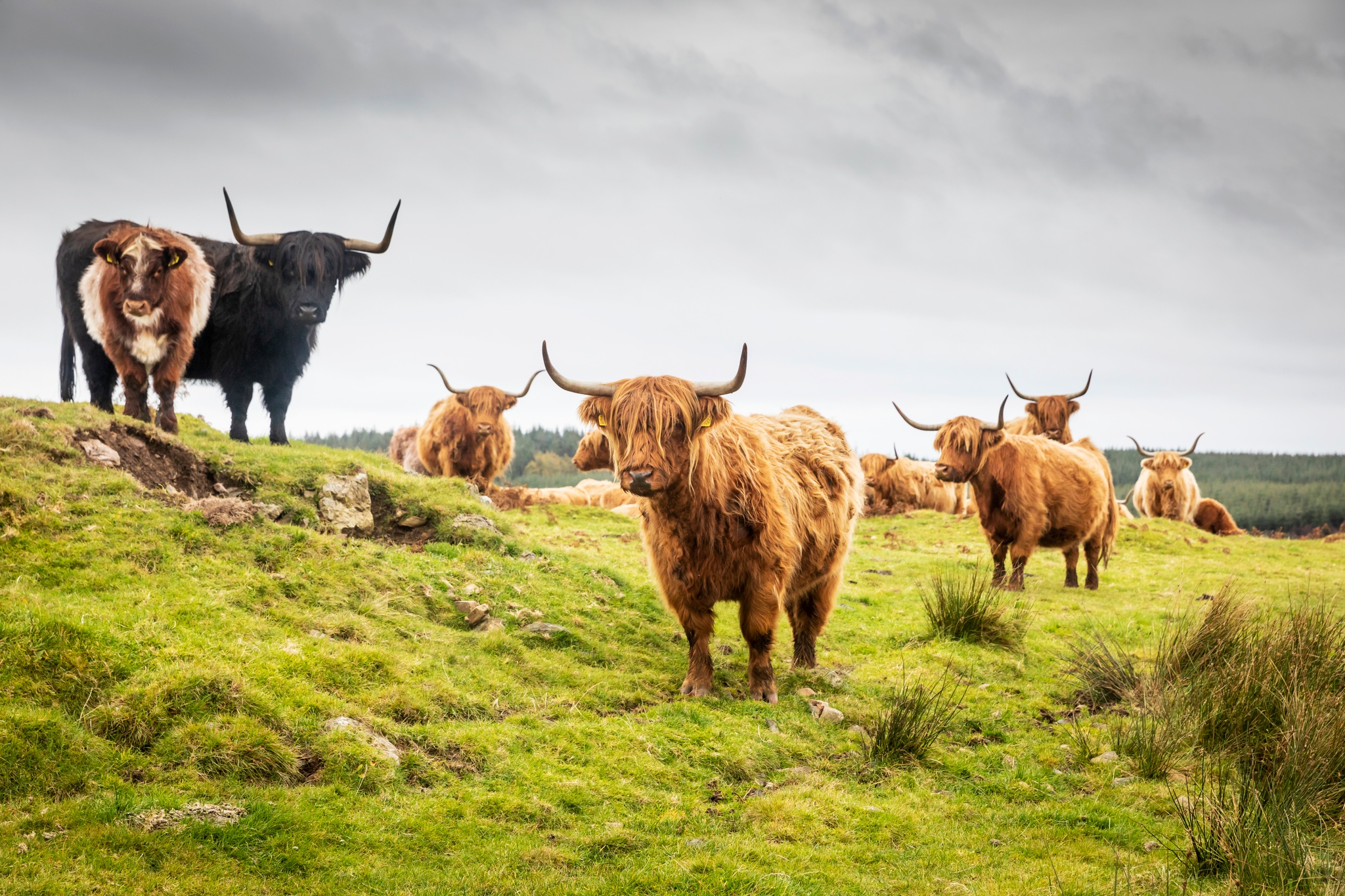What's #coosday? - News | VisitScotland.org