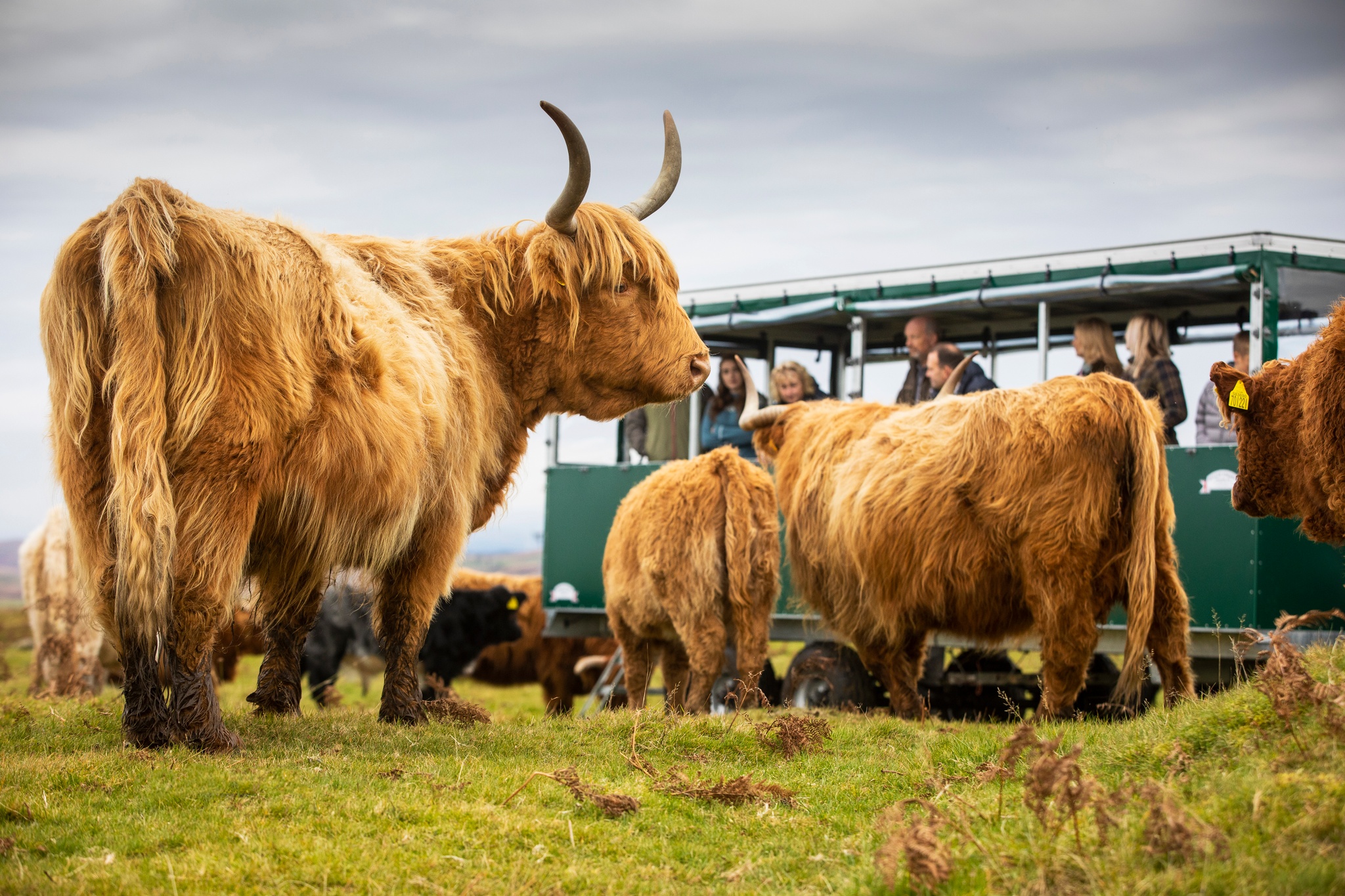 Kitchen Coos and ewes credit VisitScotland Kenny Lam