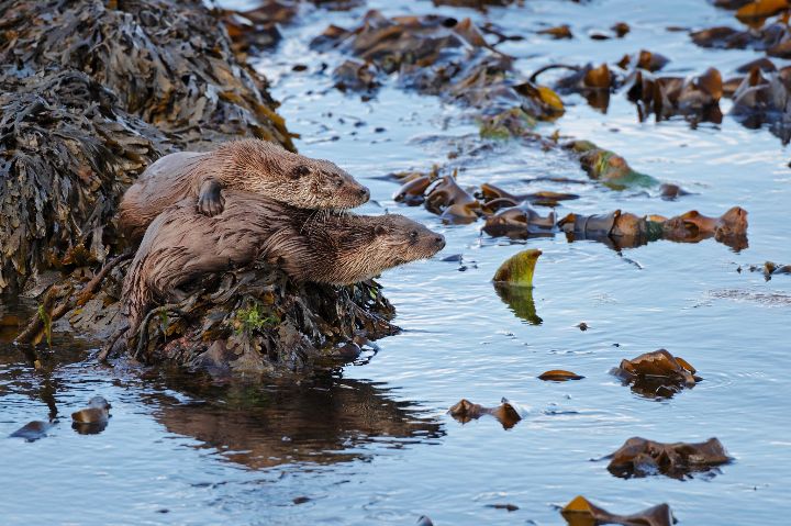 Otters on Yell Shetland