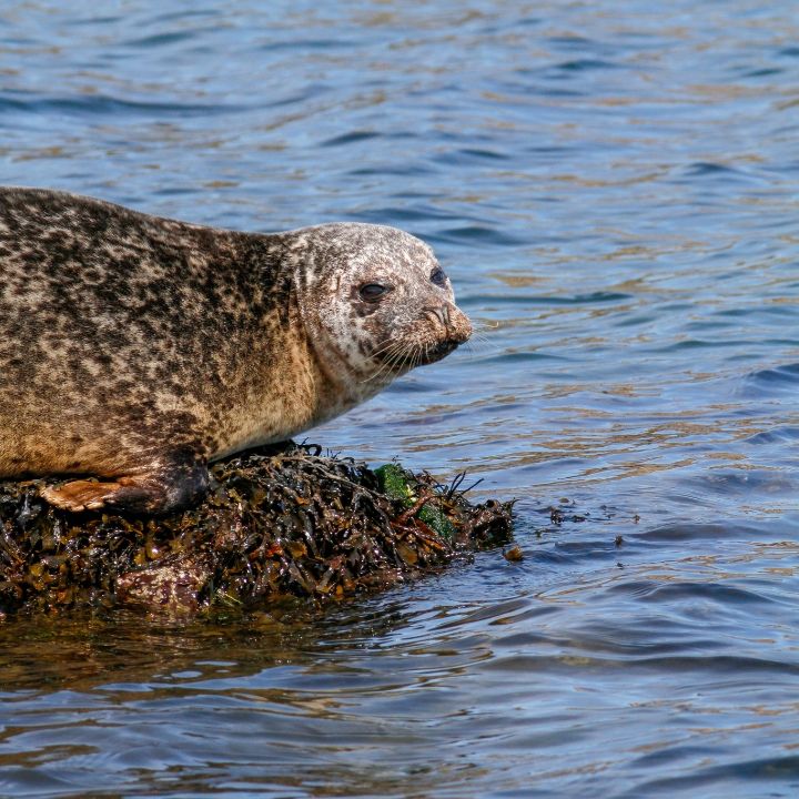 A seal in Loch Floda Bay