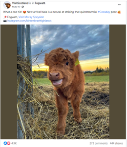 Highland Coo, from Fogwatt in Moray Speyside