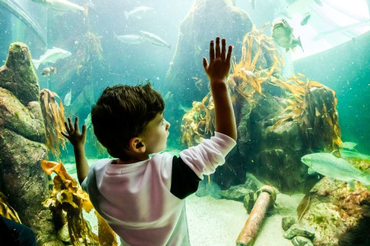 Macduff aquarium
