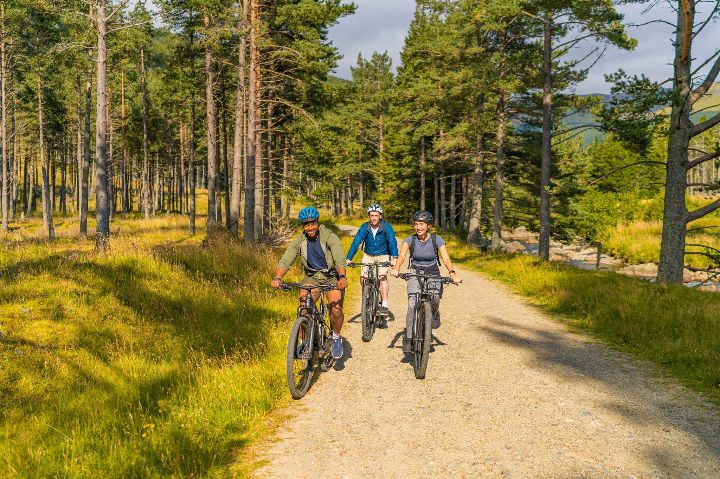 Three cyclists in a forest