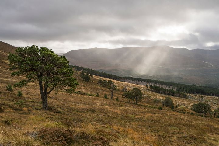 Meall a Bhuachaille, The Cairngorms National Park, Scotland