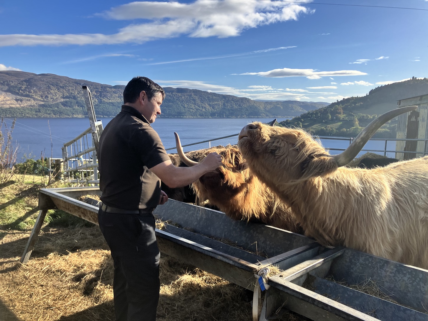 A team member tending to highland cows on the Loch Ness Hub Highland Cow tour