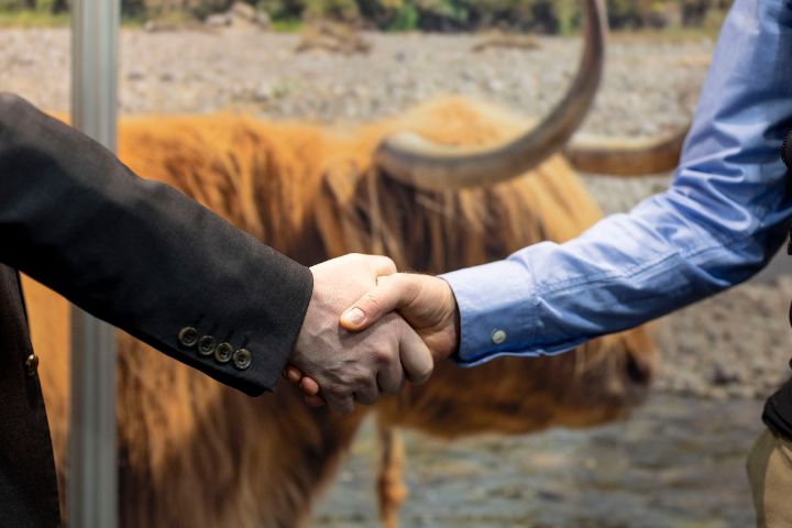 Two people shake hands in front of a highland cow