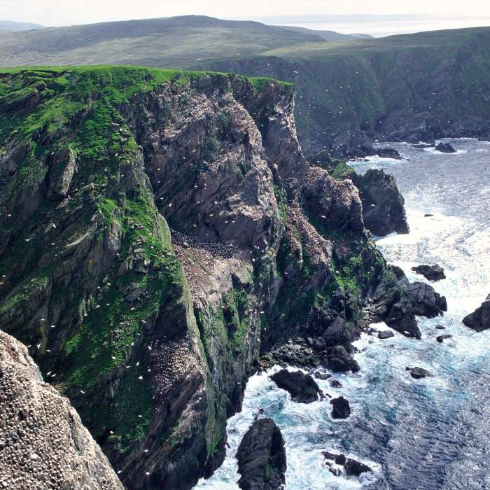 Hermaness cliffs