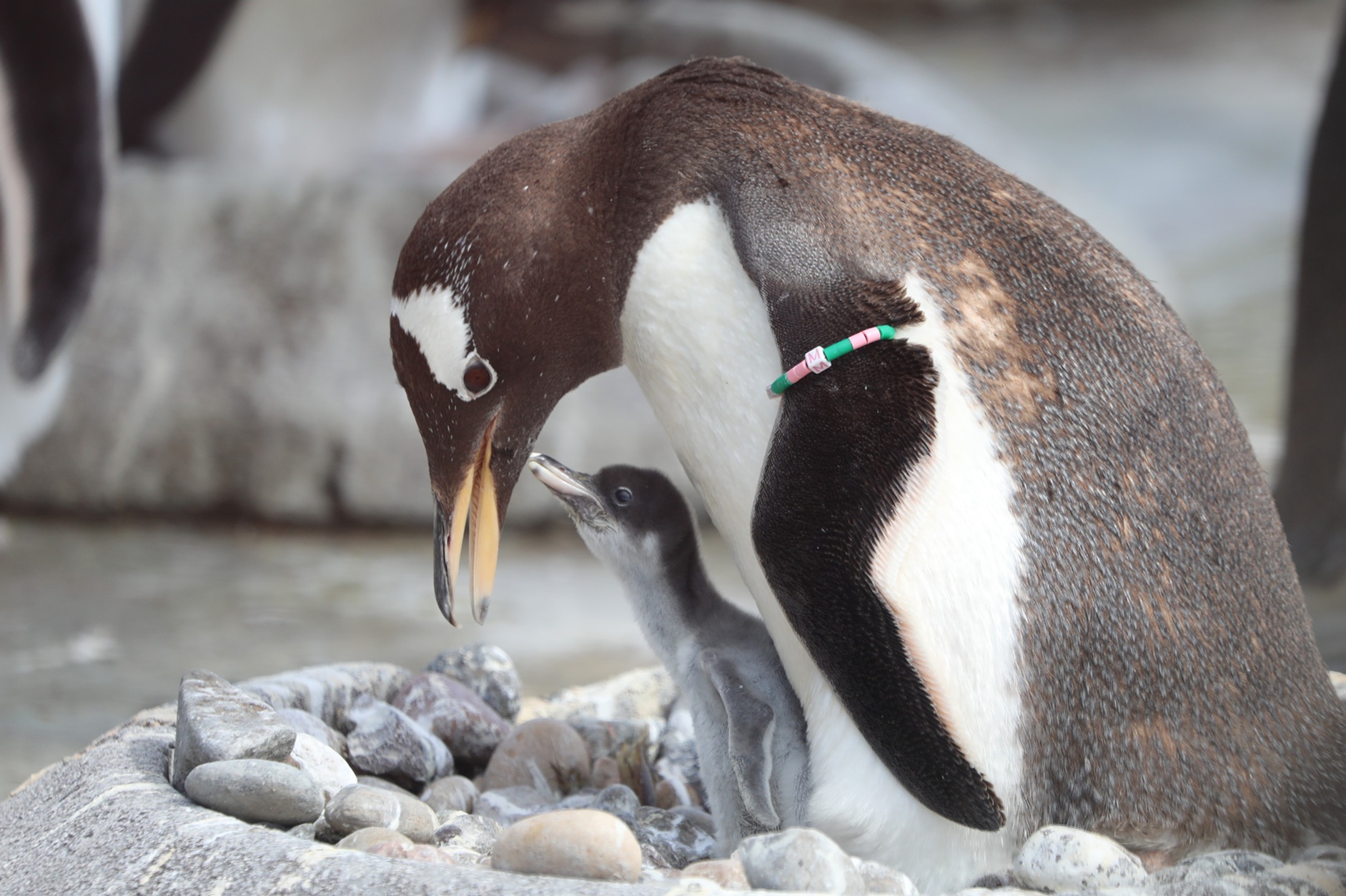 A baby penguin sitting underneath its mother.
