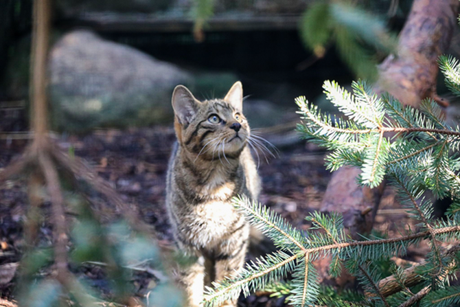 Highland Wildlife Park