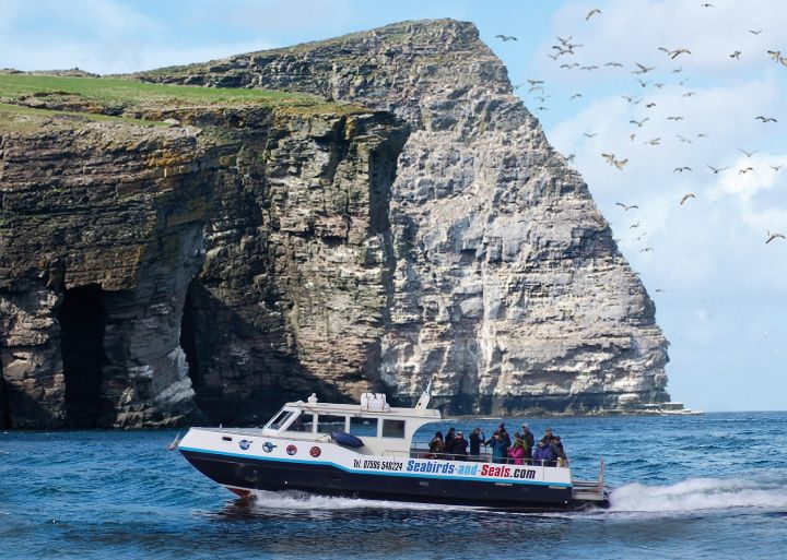 Sea bird and seals